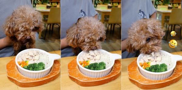 森林小徑健行店對寵物超友善